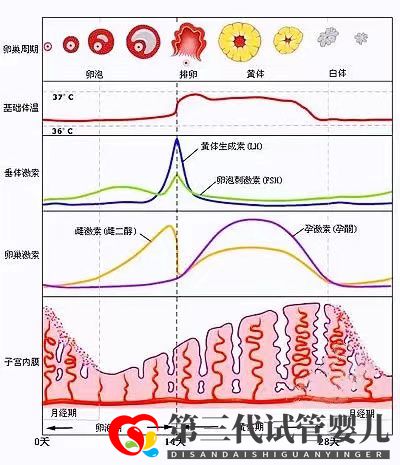 女性雌激素過高會降低試管移植成功率嗎？女性雌激素多還是少較好(圖2)