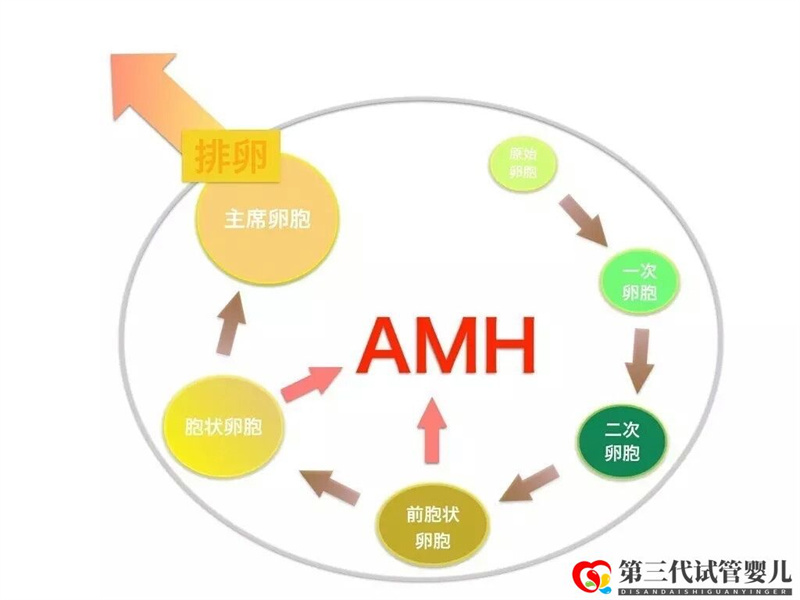 AMH是如何影響女性卵子儲(chǔ)備的，對(duì)做試管有影響嗎？(圖1)