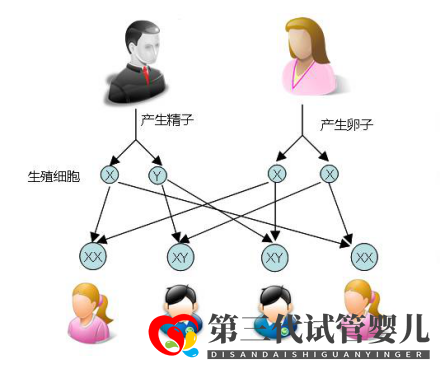 試管嬰兒可以做雙胞胎選性別嗎？(圖1)