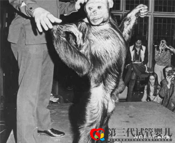 這只黑猩猩已經(jīng)基因突變，差點(diǎn)變成人！它們與人類只差1.2％(圖1)