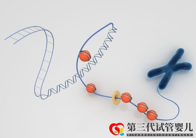 染色體異常，能通過試管嬰兒要孩子嗎(圖2)
