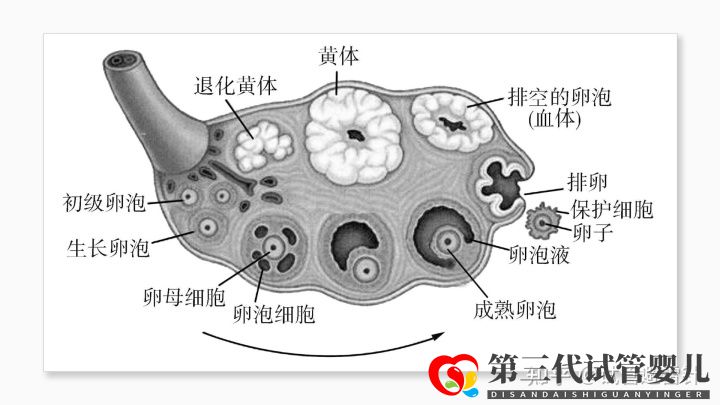試管嬰兒費(fèi)用大約多少2022年——最全面的費(fèi)用詳解(...(圖4) 試管嬰兒費(fèi)用大約多少2022年——最全面的費(fèi)用詳解(...(圖4)