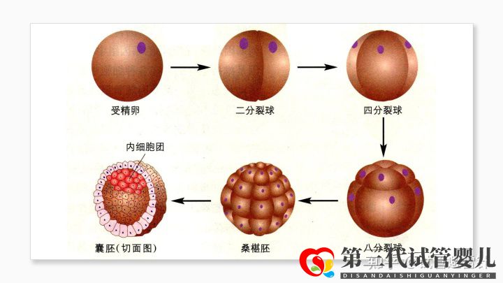 試管嬰兒費(fèi)用大約多少2022年——最全面的費(fèi)用詳解(...(圖6) 試管嬰兒費(fèi)用大約多少2022年——最全面的費(fèi)用詳解(...(圖6)