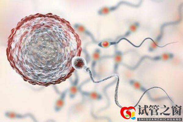 一文帶你了解試管嬰兒整個流程個各個環(huán)節(jié)時(shí)間節(jié)點(diǎn)的...(圖2)