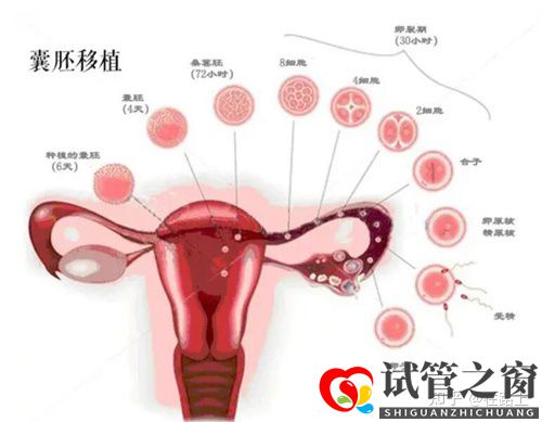 囊胚移植后幾天能測出懷孕了(圖1)