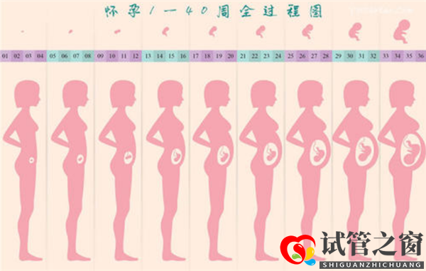 通過試管嬰兒移植成功后多久會顯肚子(圖1)