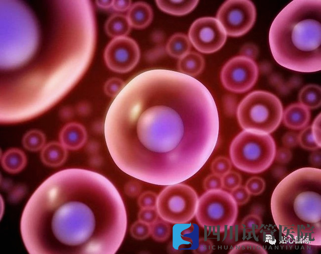 成都第三代試管要取多少卵子才可以成功得到一個(gè)健康的試管寶寶？(圖1)