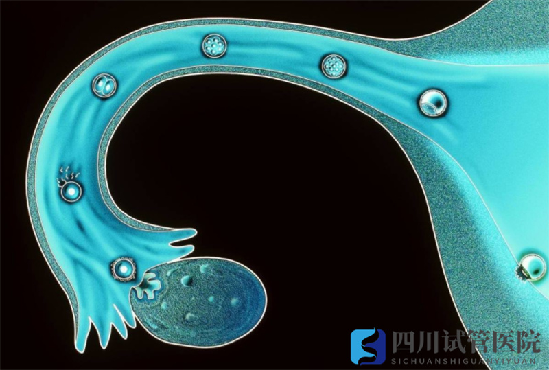成都試管嬰兒獲卵數(shù)越多，試管嬰兒成功率就越高嗎？(圖1)